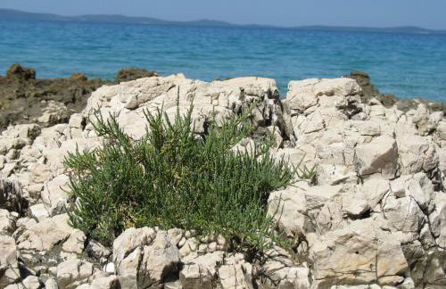 Casula Mediterranea - Foto 32