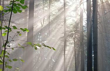 Dom w górach Zacisze lasu - Foto 27
