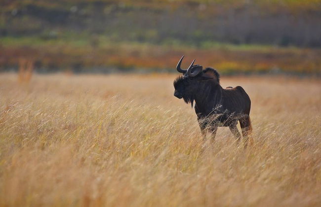 Ezemvelo Nature Reserve - Foto 17