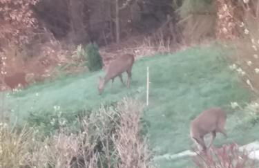 Perlenbachtal - Foto 35