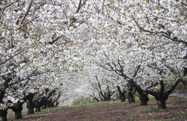 Tenuta Fortelongo - Foto 31