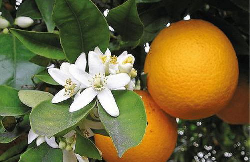 Avenzoar Apartments - Foto 53