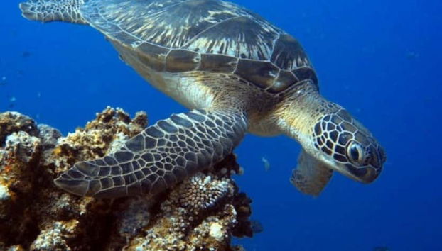 Discover Scuba Dive in Lombok - Foto 2