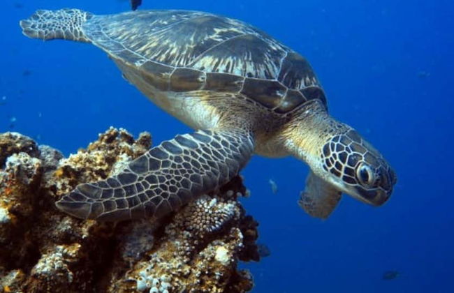 Bautismo de buceo en Lombok - Foto 2