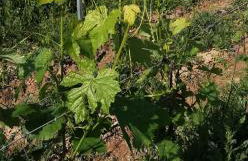 La Giribaldina Winery & Farmhouse - Foto 69