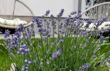 Blackforest Apartment Schömberg - Foto 35