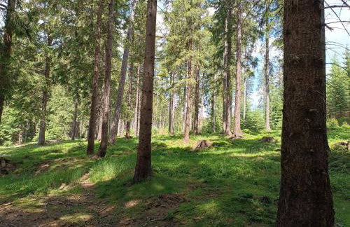 Strażnica Pod Lasem - Foto 77