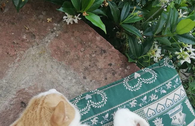 Agriturismo Sinciano - Foto 24