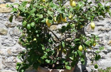 Podere Sant'Angelo - Foto 33