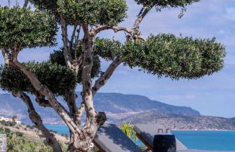 The Olive Tree Villa Elounda - Foto 1