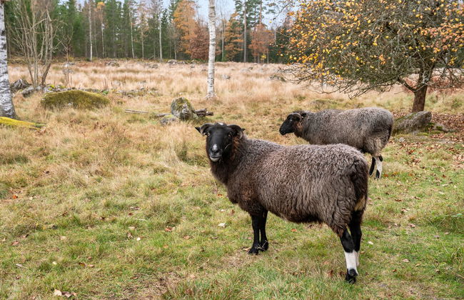 2 bedroom House in Eringsboda with garden - Photo 25