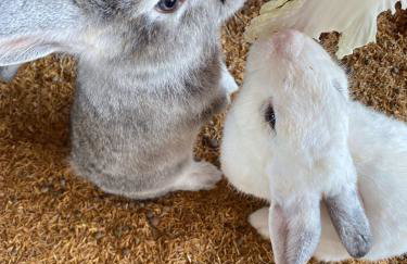 Flat no condomíno Monte Castelo em Gravatá-PE - Foto 23