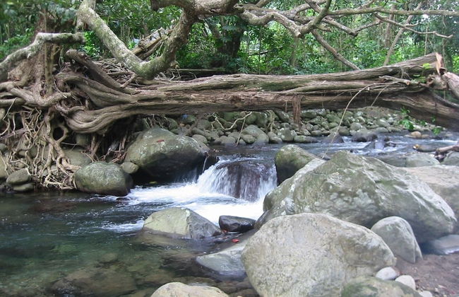 Citrus Creek Plantation - Photo 74