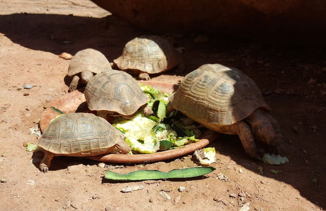 Kasbah Africa - Foto 74