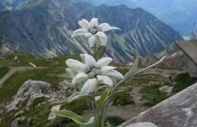 Mes Lastei - Foto 43