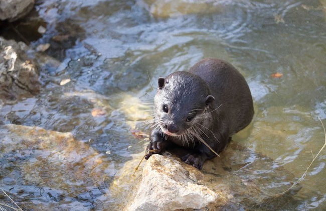 Natura Fun House & Camping - Foto 32