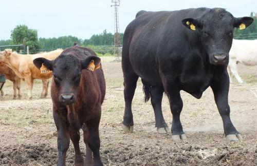 Quinta da Gafaria - Foto 50