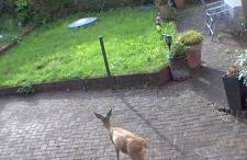 Fewo Rehblick im Wander und Mountainbike Paradies Odenwald - Photo 51