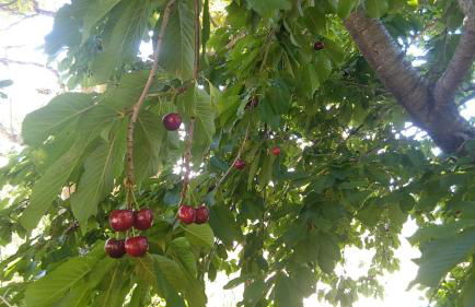 Casa nei 3 alberi, Molise - Foto 8