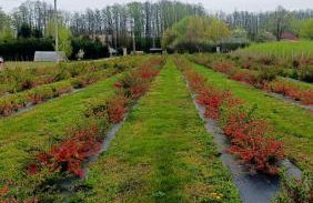 Pigwowcowe Zacisze - Foto 17