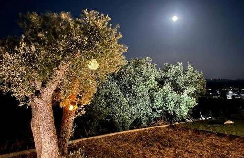 Monte Das 7 Oliveiras - Foto 75