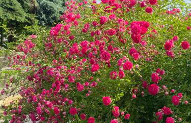 Uroczy dom i bezpłatny parking - Foto 27