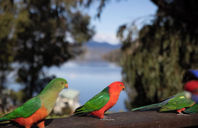 Reflections Burrinjuck Waters - Holiday Park - Foto 77