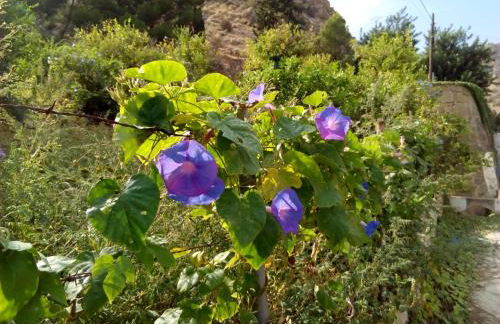Les FEICHES et MARGUERITES - Foto 15