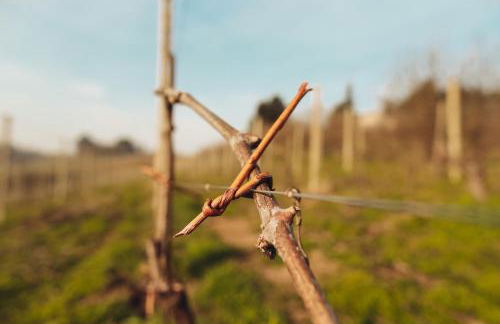 Ca' Colomba - Foto 22