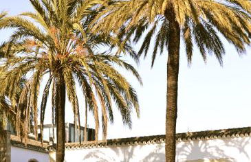 Entre Bodegas Jerez - Foto 11