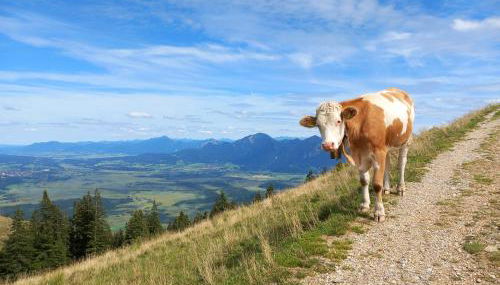 Ammergauer Vier Jahreszeiten - Foto 4