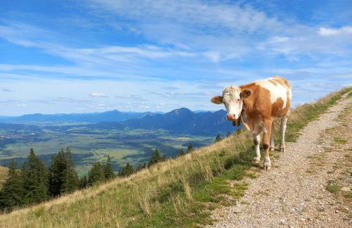 Ammergauer Vier Jahreszeiten - Foto 4