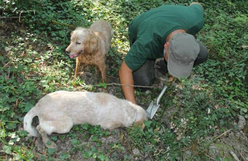 Villa Mare - a natural paradise near Motovun - Foto 79