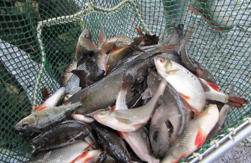 Ty Teiliwr - Foto 14