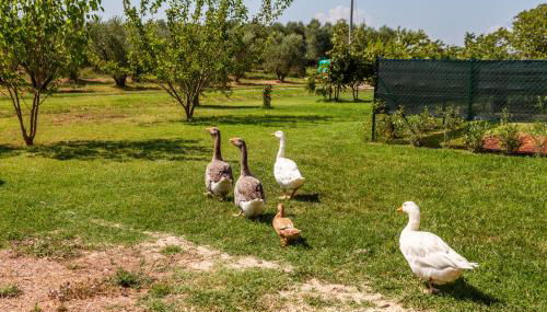 Agriturismo il Pollino - Foto 4