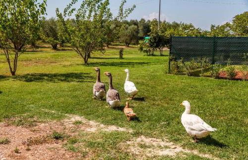 Agriturismo il Pollino - Foto 4