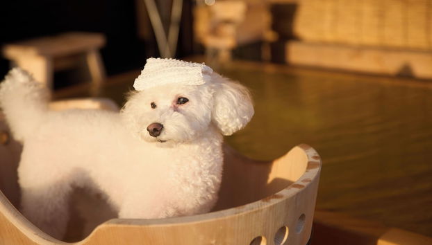 Solana Karuizawa Villa - Photo 3, Pet-friendly