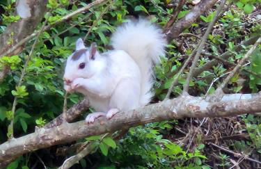 Life's Good Retreat Bear Cottage - Foto 38