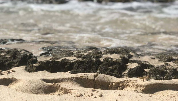 Catalina Island & Chavon River Day Trip - Foto 2