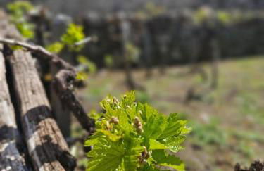 cabaña do rei - Foto 26