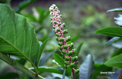 Casa Da Rocha - Foto 46