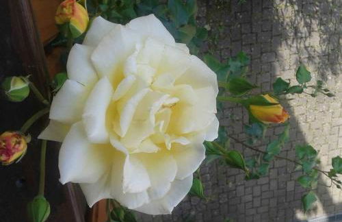 Galerie Ueber den Gaerten - Foto 35