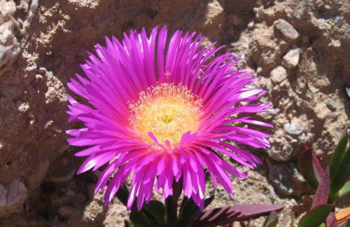 Cortijo La Estrella - Photo 33