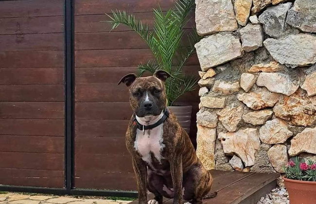 Villa Balamunta - Foto 15