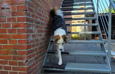 Zentrale Wohnung, Haustiere- und Kinderfreundlich - Foto 13