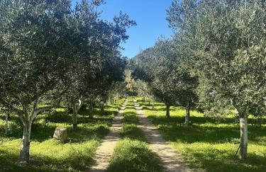 L'Uliveto HOLIDAY HOUSE - Photo 46