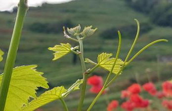 Ferienwohnung vino9 - Foto 25