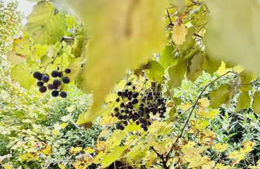 Casa dell'Antica Norba, Norma - big house - Photo 12