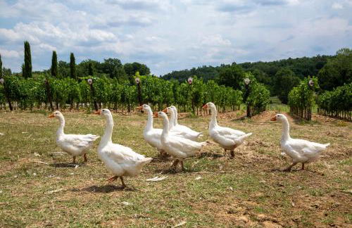 Palagina la cascina - Photo 50