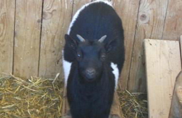 Rasöller Hof - Foto 8